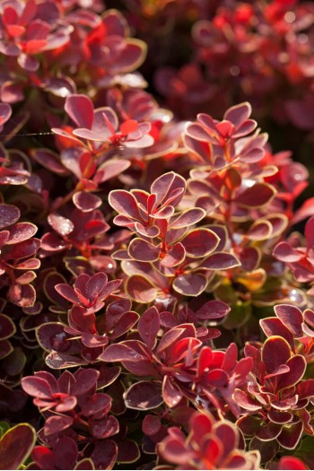 Барбарис Тунберга Рубі Стар|Berberis thunbergii ’Ruby Star’|Барбарис Руби Стар